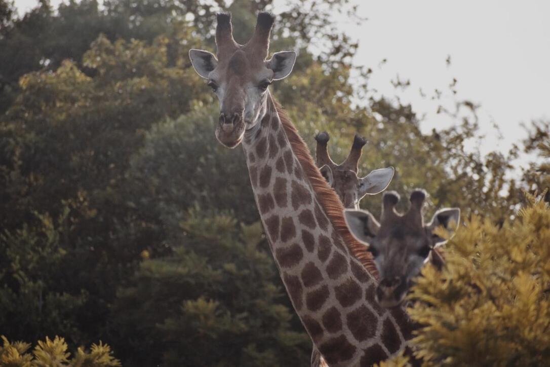 Willa Leshiba Wilderness Louis Trichardt Zewnętrze zdjęcie
